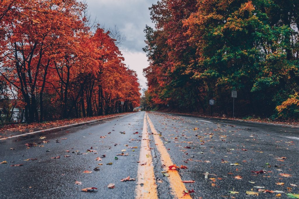 road covered in fall leaves